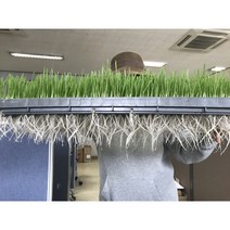 [nh&A]새싹보리 키우기 세트(보리1kg+재배판1개+물받이판1개+패드형상토1개)