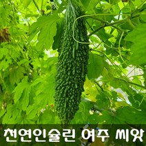 [해피플라워] 천연 인슐린 여주 씨앗 20립 / 봄 파종 덩굴식물 종자