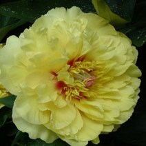 작약 숙근 유럽작약 이토작약 노지월동 함박꽃, 27.이토작약 가든트레저