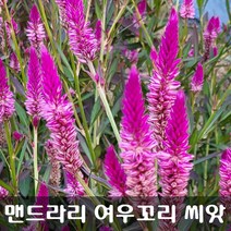 [해피플라워] 맨드라미 여우꼬리 플라밍고 씨앗 1g(약 1200립) / 봄 파종 꽃씨
