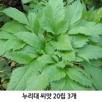 누리대(누룩치) 씨앗 20립 3개묶음/산나물/뿌리원예