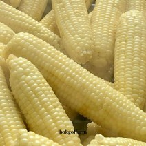 강원도 찰옥수수 햇옥수수 삶은옥수수 냉동옥수수 미백찰옥수수 10개 20개, 냉동찰옥수수3팩(15개), 1박스