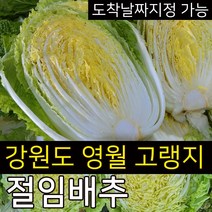 (강원도 고랭지 절임배추) 강원도 고랭지 절임배추 김장배추 20Kg 7~9포기 도착일지정, 2022.12.31.(토) 도착