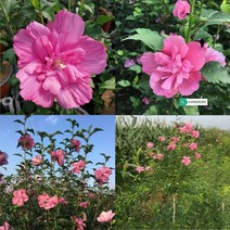 목하원예조경 신품종 겹꽃 무궁화나무 묘목 (분홍설방) 삽목2년 80cm 전후