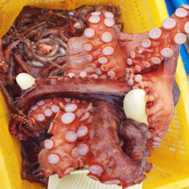 통영 자연산 활 돌문어 1kg, 돌문어/1.2kg/1-3미