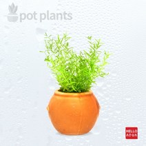 초보자도 키우기 쉬운 어항장식 포트수초 200종 모음, 48번) 항아리속 수초 펄그라스