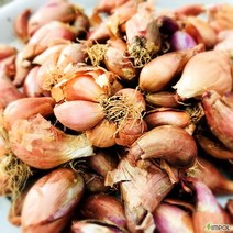 청년농부 국내산 충남 서산 쪽파종자 1kg 종구 씨앗, 1개