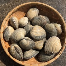 뿔소라 1kg 개조개 제철 캠핑모듬조개 해물찜 탕 해산물 수산물 어패류 바지락 째복 명주 비단 갈미 백합조개 백상합 모시 대왕 참가리비구이 키조개 전복 삐뚤이 참소라 밀고동 돌조개, 2개, 2kg