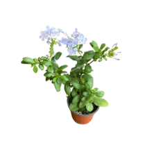 그린플랜트 꽃식물 플럼바고 (품종색상랜덤) 1+1