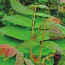 참죽나무 식용 목재 조각 식물 씨앗 품종 종자 500립/원예, mr@;,:> 본상품선택” class=”wr-img”></a></div></p></div></p></div></p></div><div class=