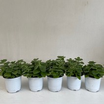 장미허브 5개묶음 실내공기정화식물 반려식물 플랜테리어 온누리꽃농원