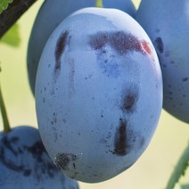 [충북농원] 프레지던트 서양자두 묘목 1년생 접목묘, 접목/1년생/특묘