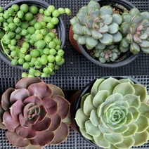 키우기 딱좋은 다육, 5번- 4종세트, 1개