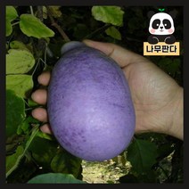 (나무판다) 으름나무 묘목 시리즈, 4.개량으름 1.5m