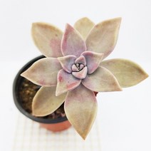 용월 다육이 잘키운 목대 봄 분홍다육 식물130, 단품, 1개