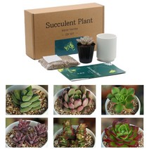 다육이 도자기화분 배양토 마사토 세트 소형 키우기쉬운 미니 거실 집에서 집들이선물 식물 홈가드닝 tradehsw2*8198961gq, 34 유접곡