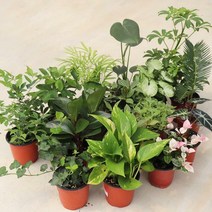 싱그러운 소형 관엽식물 공기정화 식물 수경재배 포트 화분 모종 소품 모음, 43.아스파라거스 나누스