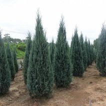 블루엔젤/삽목1년포트(2개묶음)/묘목/d0222