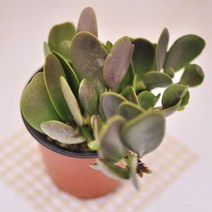 야곱세니금 다육이 핑크빛으로 물들어가는 다육랜덤9-20, 상세페이지 참조