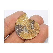 Generic 달팽이 수집품 관찰 희귀석 장식품 암모나이트 화석