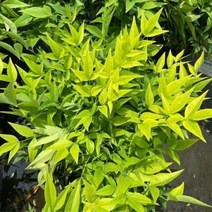 착한가격나무생각/왜성남천/레몬엔라임/C2포트, 주