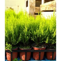 행복한꽃순이//외목대율마(소) 묶음, 20개