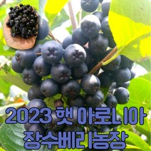 [게르마늄영양제사용] 마미템 23년 햇 냉동 생 아로니아 꼭지제거 생과, 1개, 꼭지제거특품10kg