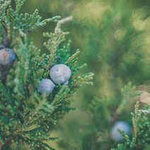 프랑스와즈 주니퍼 베리 에센셜오일, 30ml