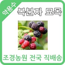 대한조경농원 복분자 나무 묘목 [5주묶음배송]