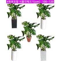 없음 [반값화분] MAIN-대형몬스테라110 직접배송 축하화분 개업화분 거실화분 카페화분 인테리어화분 아레카야자 극락조 알로카시아 파키라 고무나무, 방문분갈이