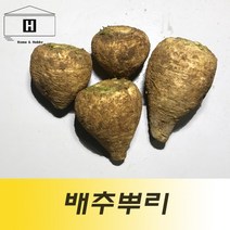 배추뿌리 1kg 배추꼬리 배추꼬랭이 배추뿌랭이