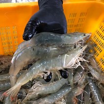 국내산 신안 특품 생물 왕새우 특대 사이즈 살아있는 활 흰다리 새우 대하 1kg 2kg 3kg 4kg, 신안 왕새우 [생물] 2kg 70미 내외, 1개