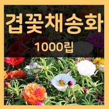 꽃씨몰 꽃씨 봄 파종 여름꽃씨 가을 노지월동 다년생 야생화 양귀비 종자 꽃씨앗, 6.겹꽃채송화 1000립(1~2년생)