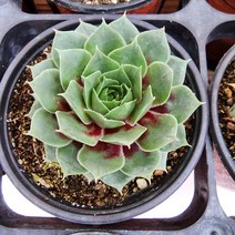 꽃나무팜 루브라레이바위솔 월동다육이 국민다육 반려식물 선별배송 다육이키우기 분채배송