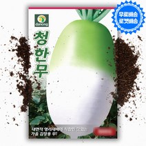 청한무 씨앗 종자 2000립 가을 김장용 무, 1개