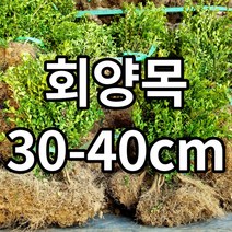 회양목 철쭉마켓 묘목 꽃 나무 정원 마당 조경수 정원수 울타리 전원주택 아파트 학교 울타리 키우기 기르기 농원 조경 꽃나무 울타리 수목 도장나무 경계목 경계수 꾸미기, 회양목1개(배송비별도)