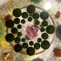 마리모프렌즈 마리모 키우기 마리모 단품, 대, 1개