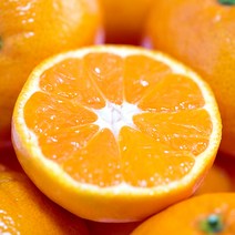 [농장직송] 제주 고당도 불로초감귤 당도보장 고당도 명품 스테비아 노지 감귤 선물용 가정용 백화점귤 백화점감귤 백화점과일선물세트 제이블릭 스테비아감귤 조생귤선물세트, 1.5kg(2S~M)