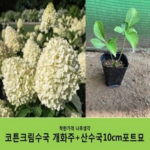 착한가격 나무생각 코튼크림수국개화주+산수국10cm포트묘 1+1이벤트