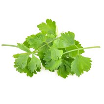 씨앗 세발나물 종자 겨울나물 고수 향신료고수 300립 ADS- 2980213EA