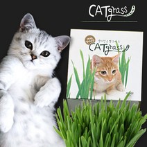 꿈쟁이 캣그라스씨앗(70g) 캣그라스, 화분(씨앗/부직포/화분 세트), 투명네모(귀리)