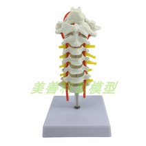 인체 뼈 해골 모형 모양 뇌 척추 피부 모델 의료용, 85 cm 신경 추간판