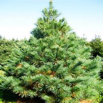 세종식물원 세종식물원 스트로브잣나무 묘목 화분 H50cm전후