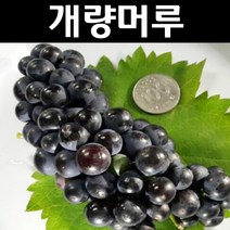 개량머루 나무 묘목 7치화분 (결실주) 1개/가정/정원/과수