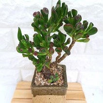 우주목 키우기 쉬운 다육 랜덤발송 분별도1-50, 단품