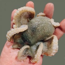 23년조업 국내산 활 쭈꾸미 1kg 8-13미내외 암수랜덤 급냉, 1box