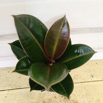 [용플라워] 멜라니 고무나무(소품)