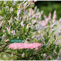 삼색버드나무 소품 [4포트] (복남이네 야생화 모종 셀릭스 salix) 플라밍고 샐릭스