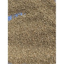 청정 강화도 저농약 들깨5kg(한말), 1개