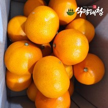 식탐대첩 제주 천혜향 실속형 3kg (10-20과), 1개